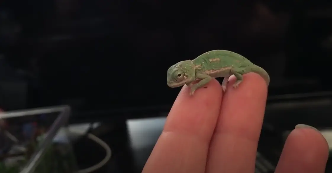 What Reptile Can Live in a 10 Gallon Tank? ReptileProfy