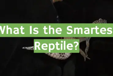 The Smartest Reptile