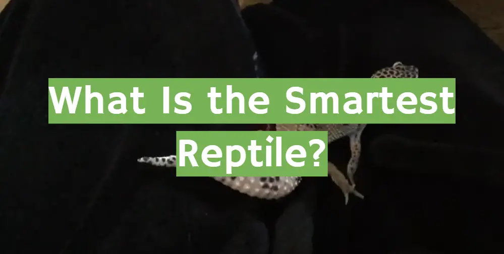 The Smartest Reptile