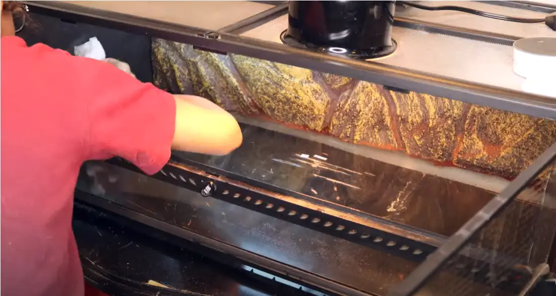 Picture of How to Clean a Reptile Tank? - ReptileProfy