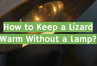How to Keep a Lizard Warm Without a Lamp?
