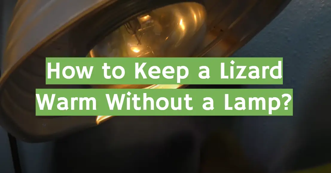 How to Keep a Lizard Warm Without a Lamp?