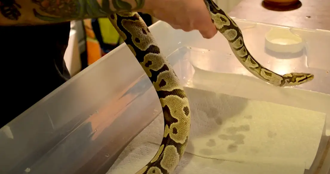 How to Get Rid of Reptile Mites? ReptileProfy