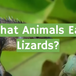 What Animals Eat Lizards?