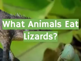 What Animals Eat Lizards?