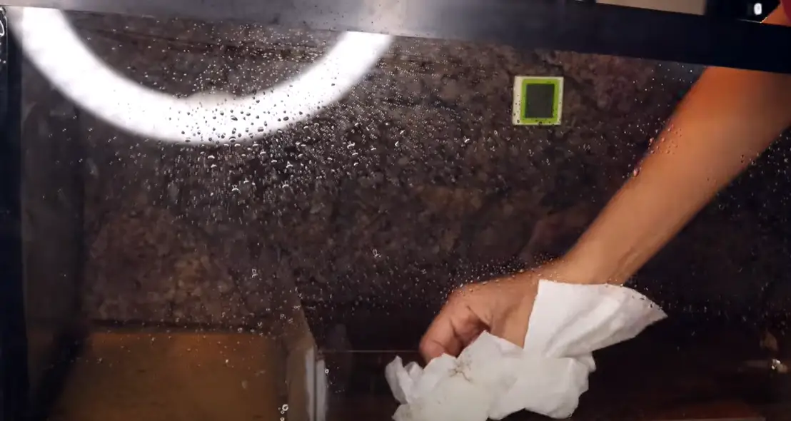 How to Clean a Reptile Tank? ReptileProfy
