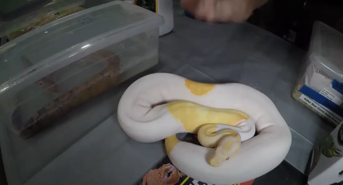 How to Get Rid of Reptile Mites? ReptileProfy