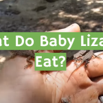 What Do Baby Lizards Eat?