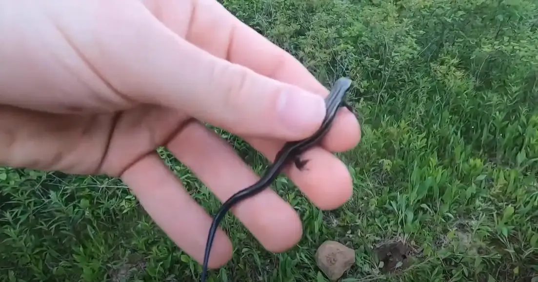 What Do Baby Lizards Eat? ReptileProfy