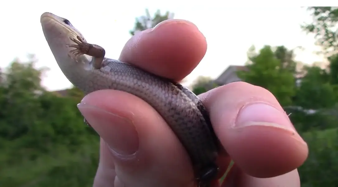 What Do Baby Lizards Eat? ReptileProfy