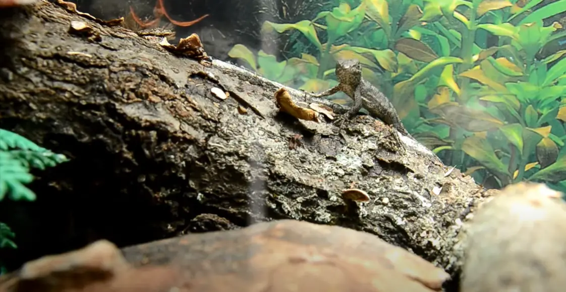 What Do Baby Lizards Eat? ReptileProfy