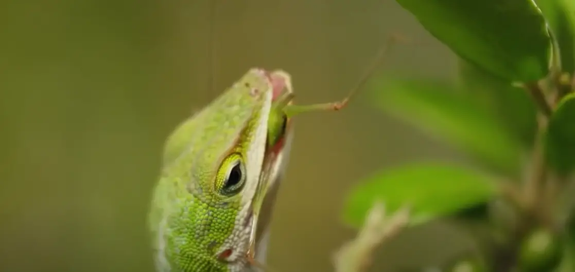 What Animals Eat Lizards? ReptileProfy