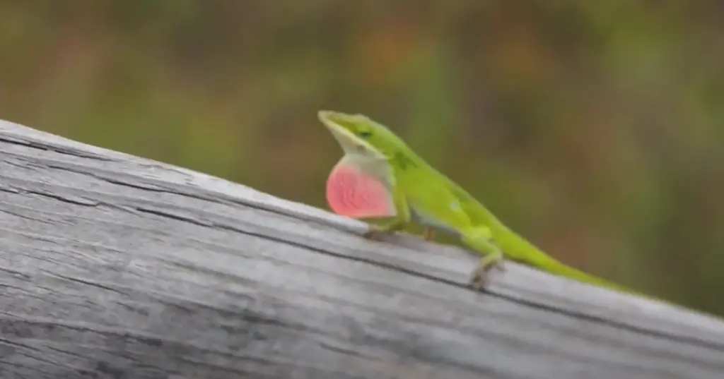 What Happens If a Lizard Makes Sound