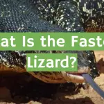 What Is the Fastest Lizard?