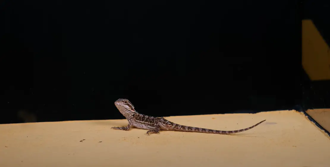 What Sound Does a Lizard Make? ReptileProfy