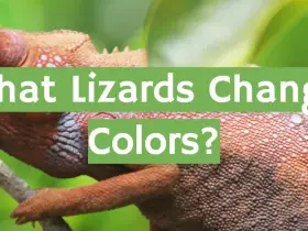 What Lizards Change Colors?