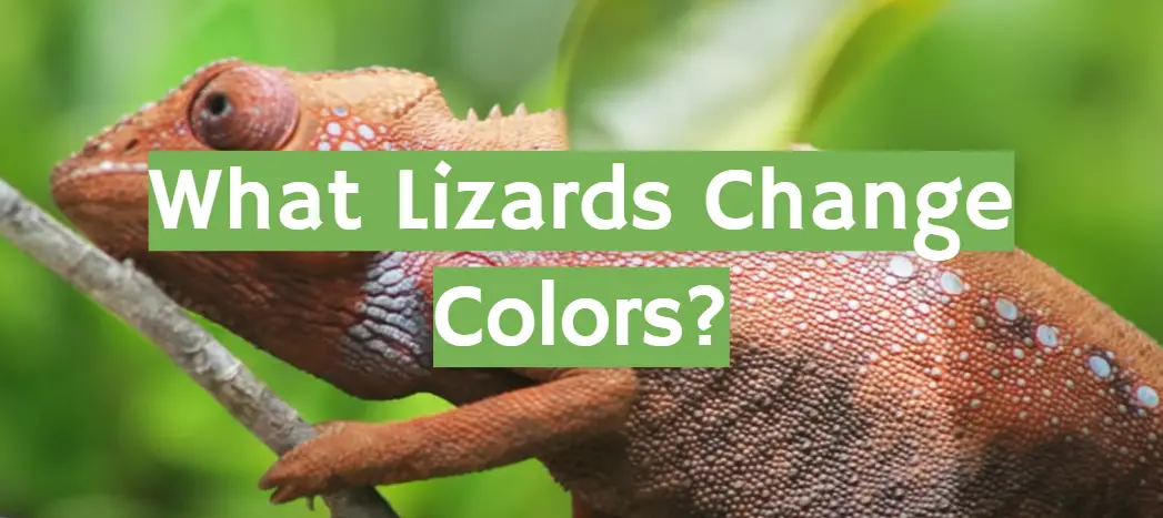 What Lizards Change Colors?