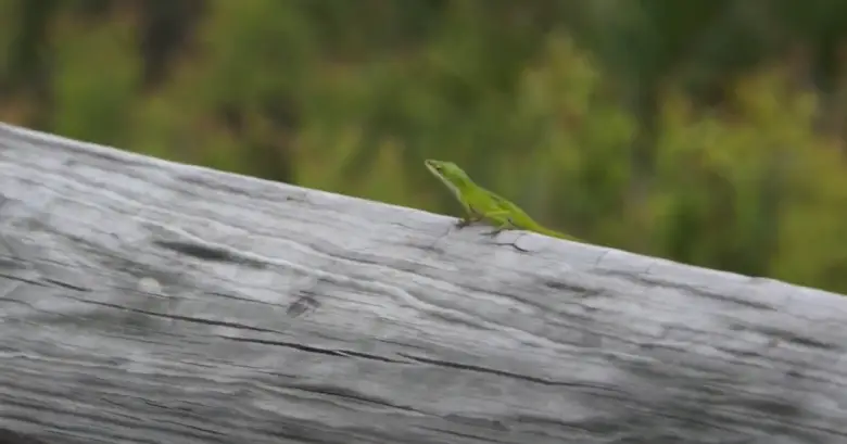 what sound does a lizard make Does a lizard make sound?