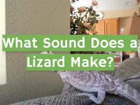 What Sound Does a Lizard Make?