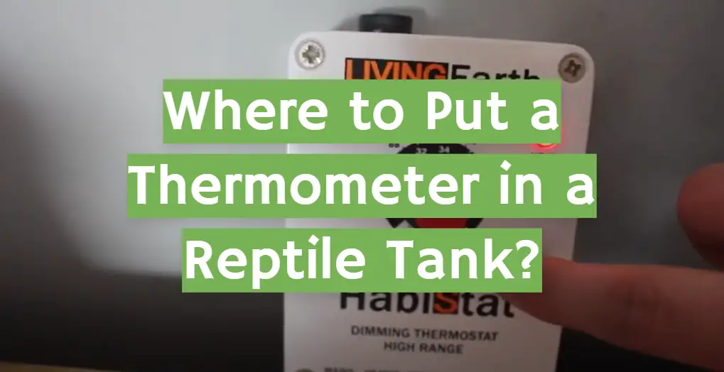 Where to Put a Thermometer in a Reptile Tank?