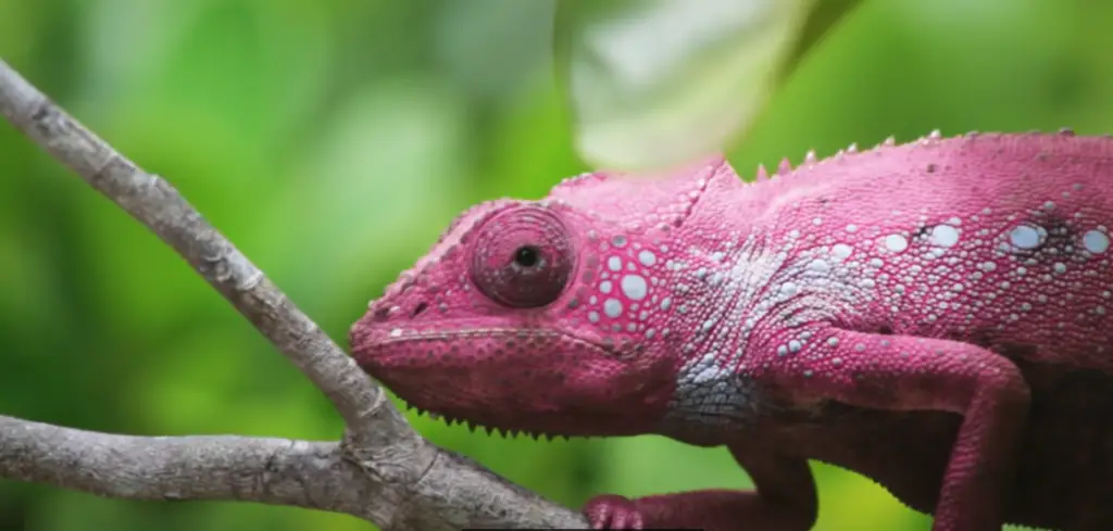 Chameleons' Color-Changing Secret