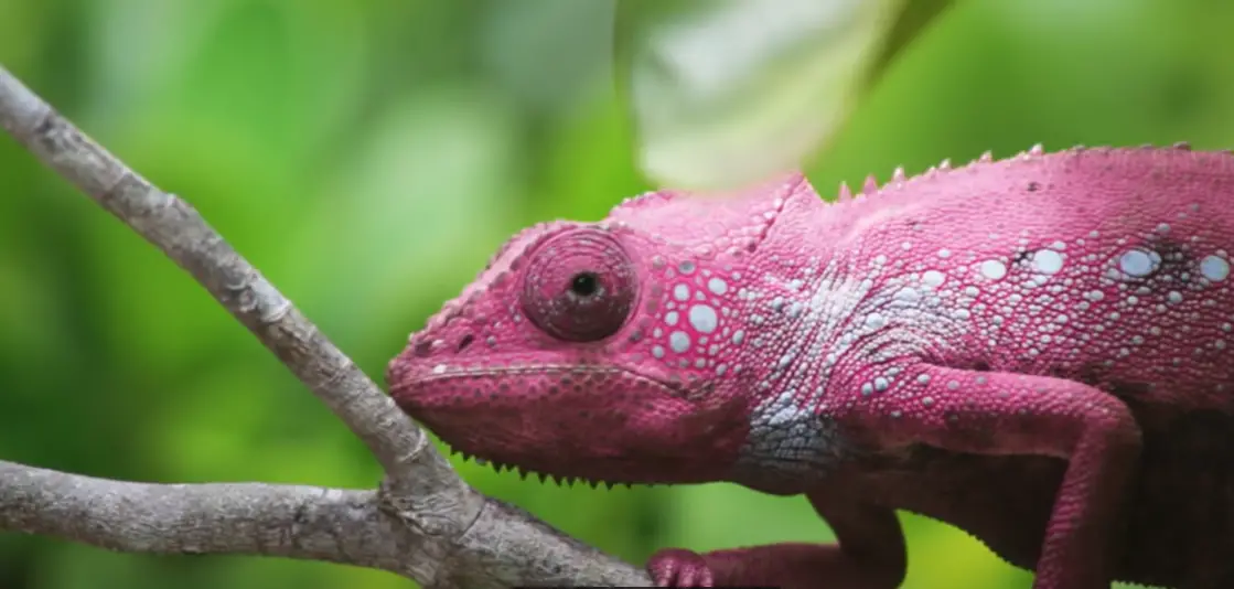 What Lizards Change Colors? ReptileProfy