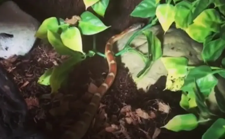 Top 5 Best Humidifiers for Ball Pythons in August 2025 - ReptileProfy