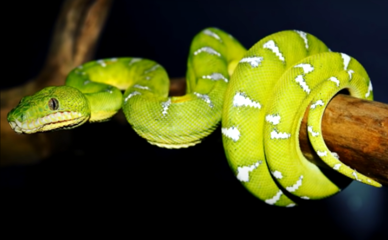 Top 5 Best Humidifiers for Ball Pythons in August 2024 ReptileProfy