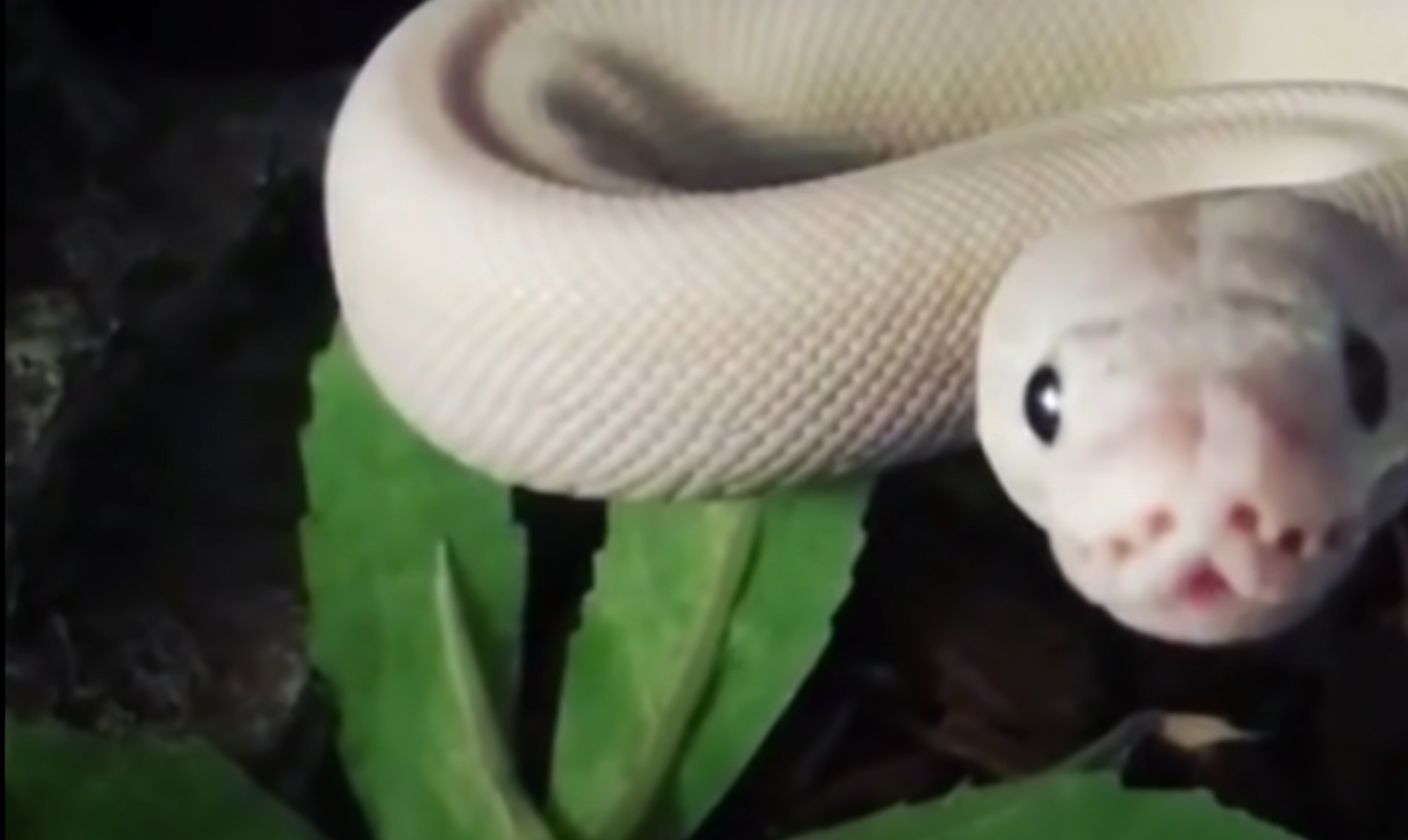 Top 5 Best Humidifiers for Ball Pythons in August 2024 ReptileProfy