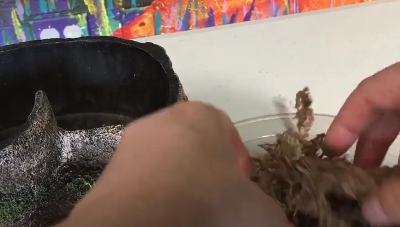 Top 5 Best Moss for Leopard Gecko in September 2024 ReptileProfy