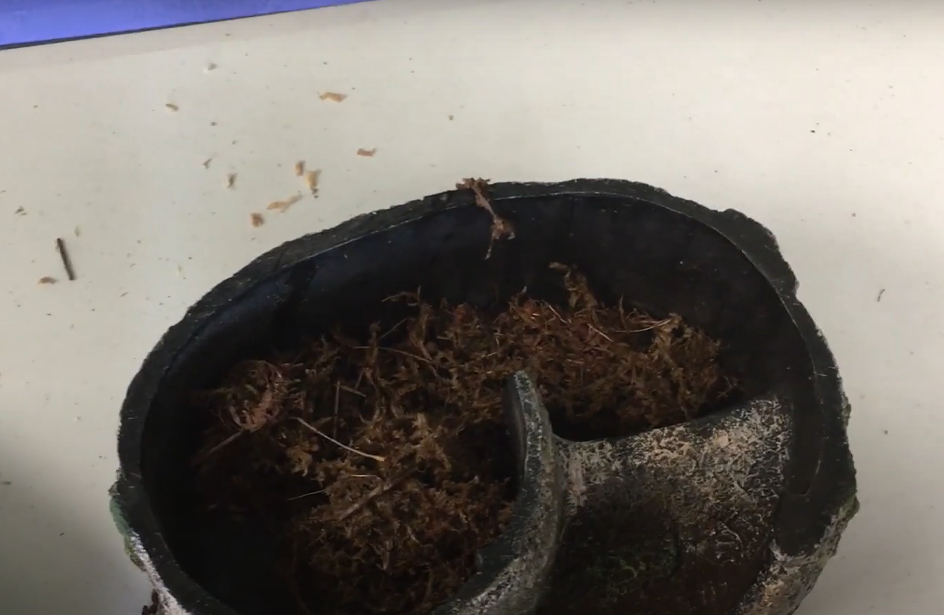 Top 5 Best Moss for Leopard Gecko in February 2024 ReptileProfy