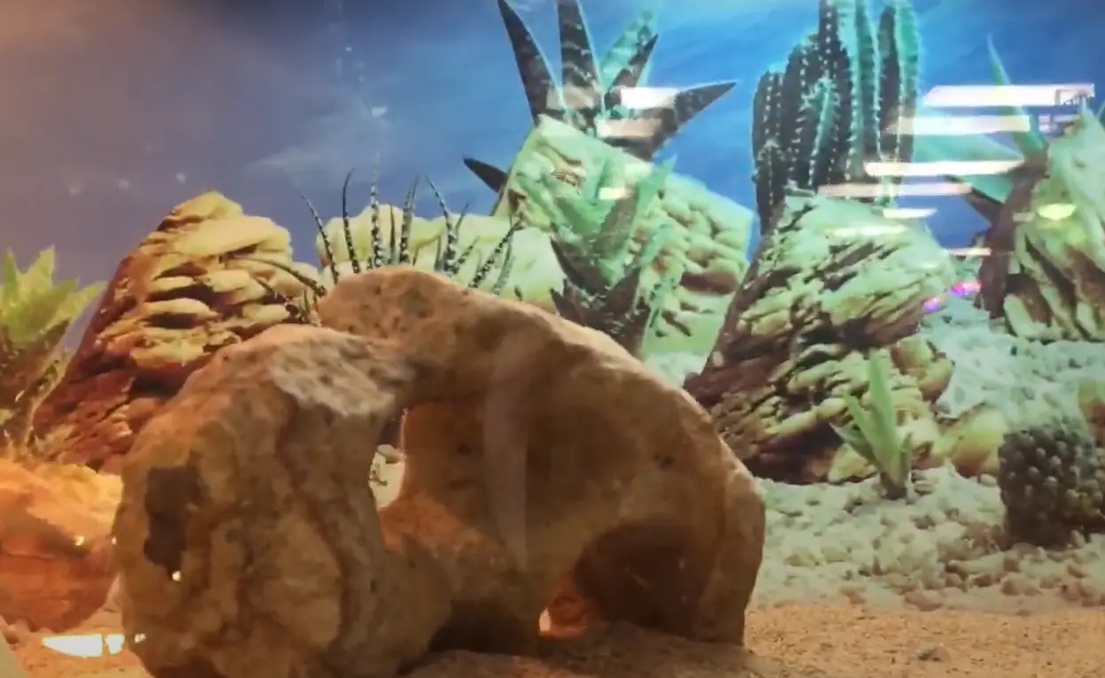 Top 5 Best Moss for Leopard Gecko in September 2024 ReptileProfy