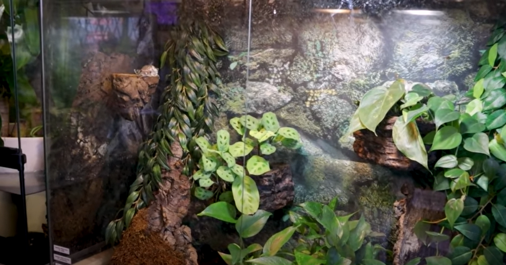 Can I Keep Reptiles In A Dry Aquarium