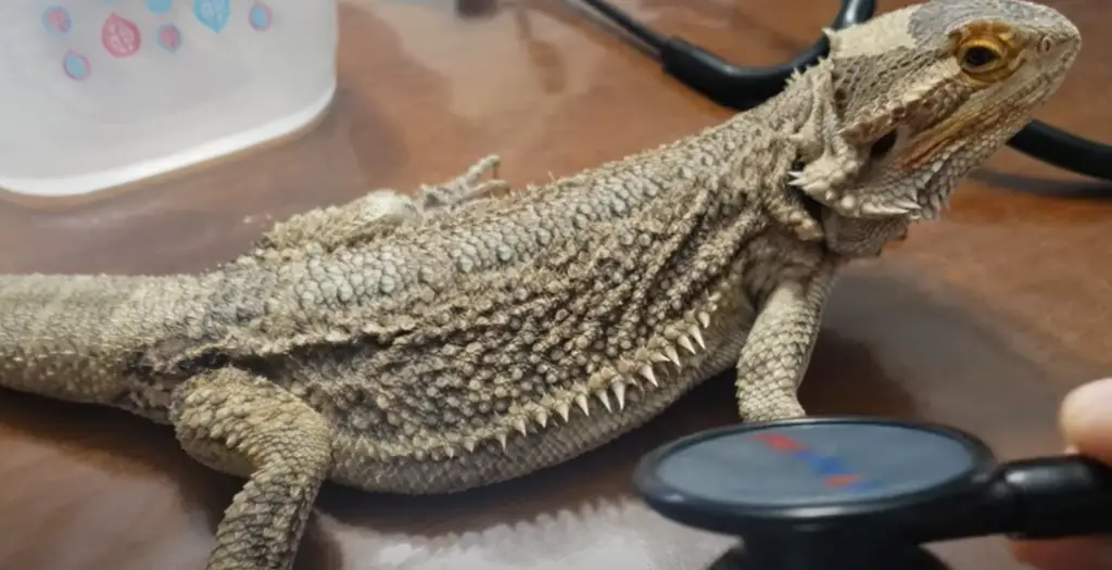 Can lizards be curious about music
