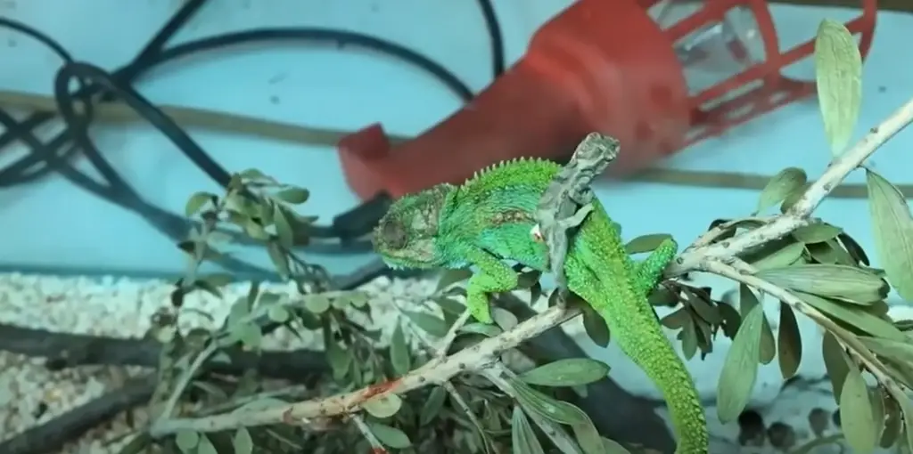 Chameleon vs Lizard: Reproduction