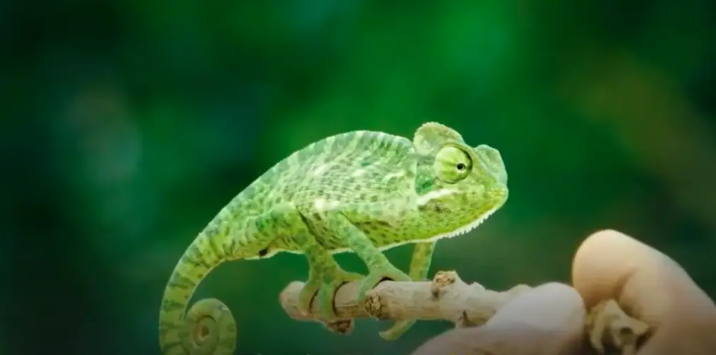 Differences Between Chameleon vs Lizard
