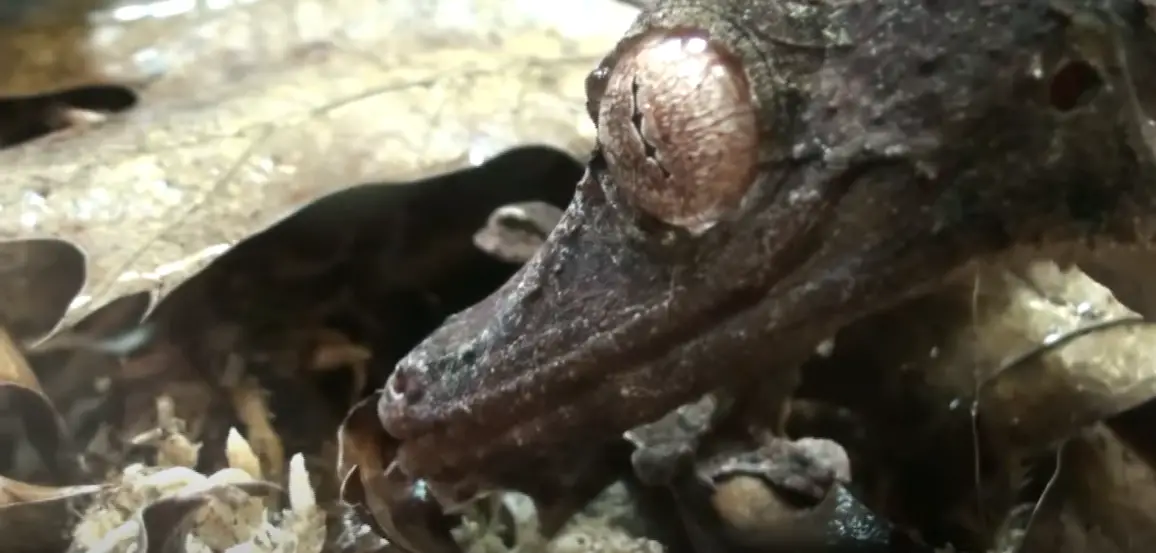 Why Do Geckos Lick Their Eyes? ReptileProfy