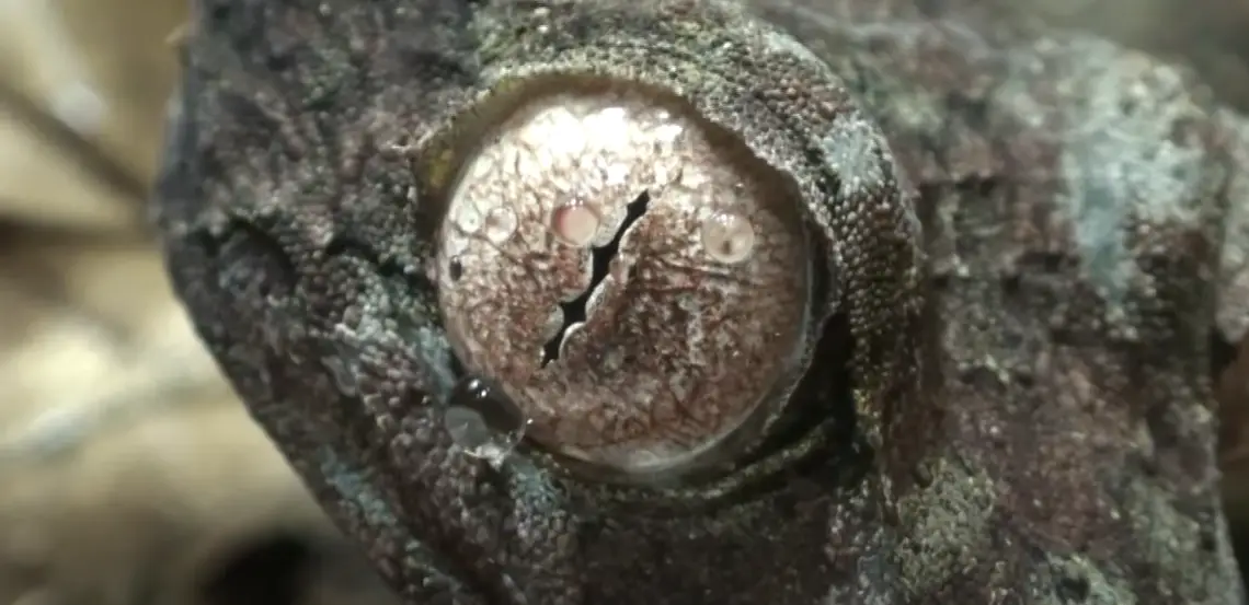 Why Do Geckos Lick Their Eyes? ReptileProfy