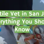 Reptile Vet in San Jose: Everything You Should Know