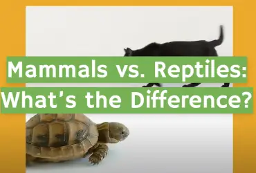 Mammals vs. Reptiles: What’s the Difference?