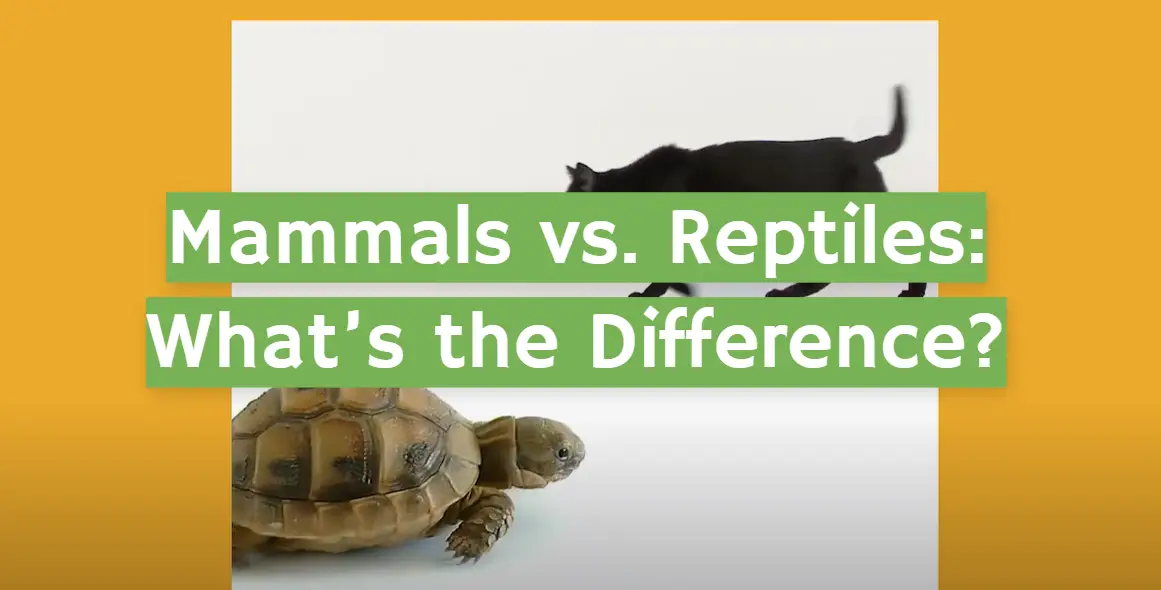 Mammals vs. Reptiles: What’s the Difference?