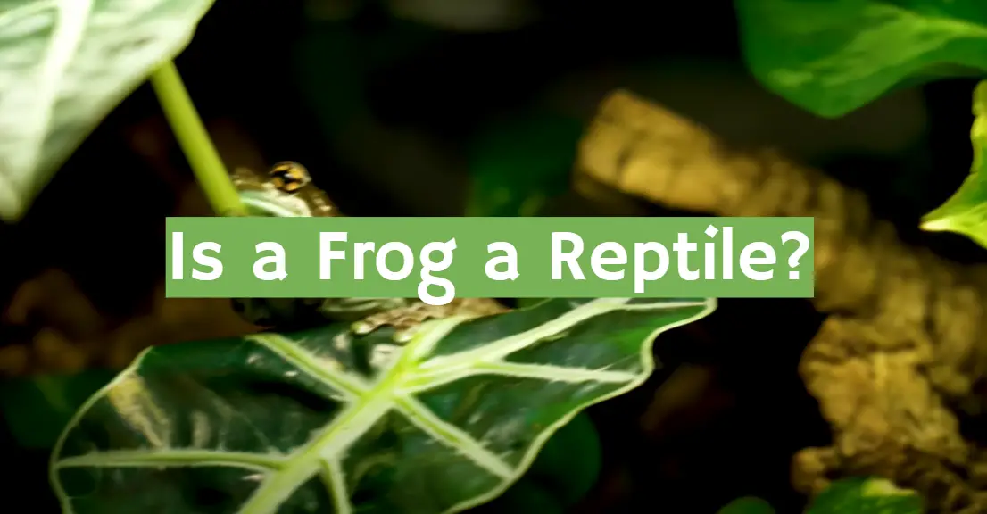 Is a Frog a Reptile?