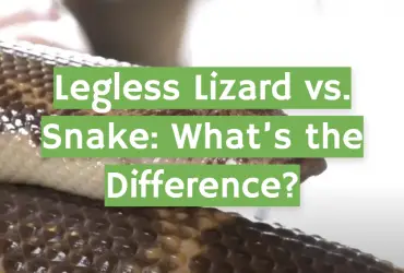Legless Lizard vs. Snake: What’s the Difference?