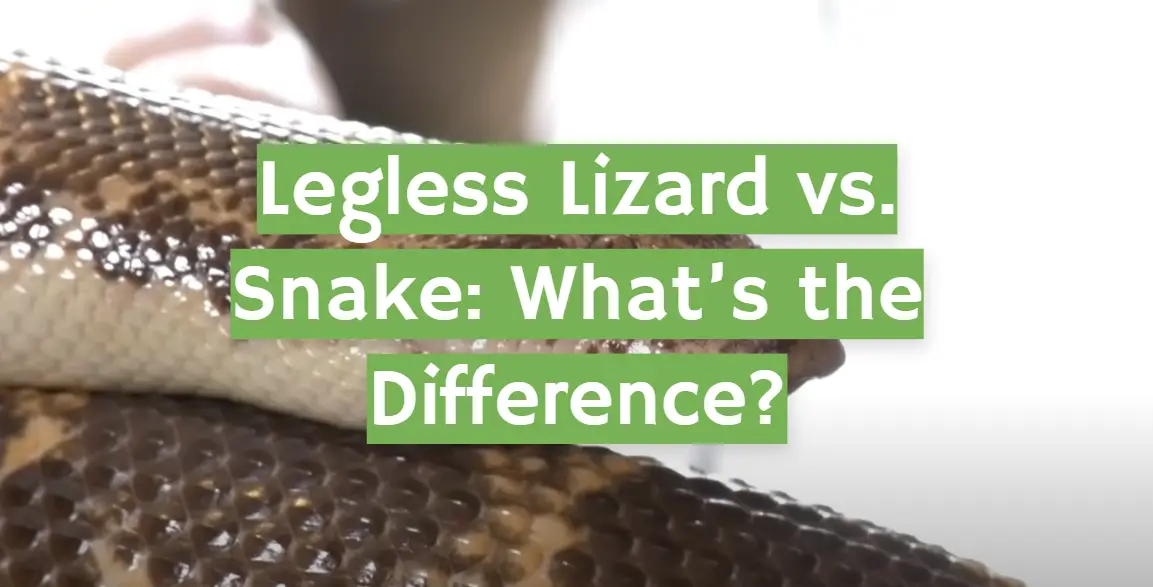 Legless Lizard vs. Snake: What’s the Difference?