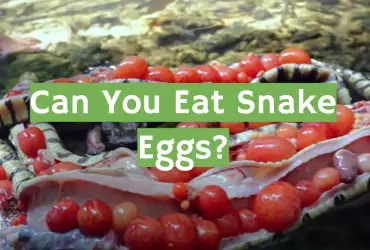 Can You Eat Snake Eggs?