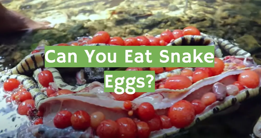 Can You Eat Snake Eggs?
