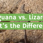 Iguana vs. Lizard: What’s the Difference?