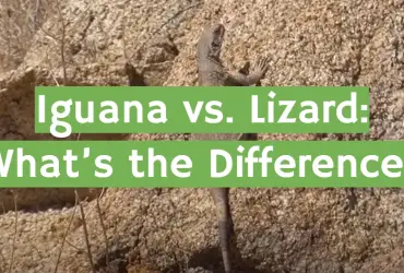 Iguana vs. Lizard: What’s the Difference?