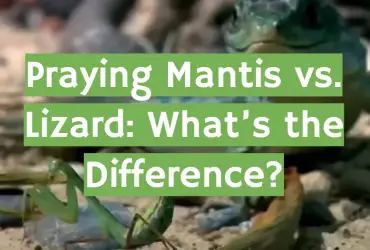 Praying Mantis vs. Lizard: What’s the Difference?