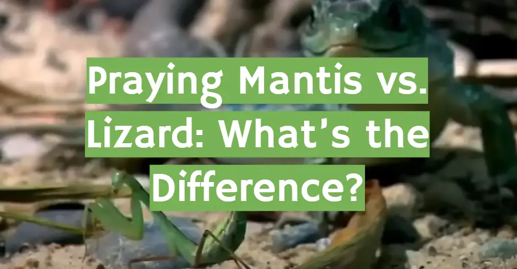 Praying Mantis vs. Lizard: What’s the Difference?